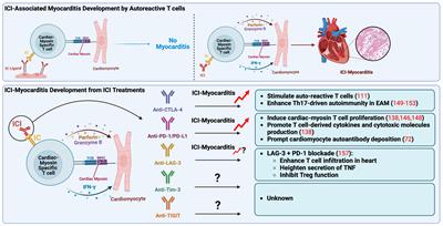 Frontiers Immune Checkpoint Inhibitors Associated Cardiovascular